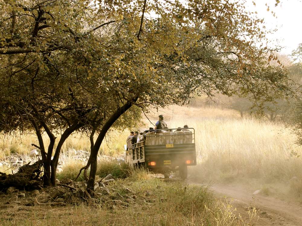 Canter safari on a forest track in Ranthambore