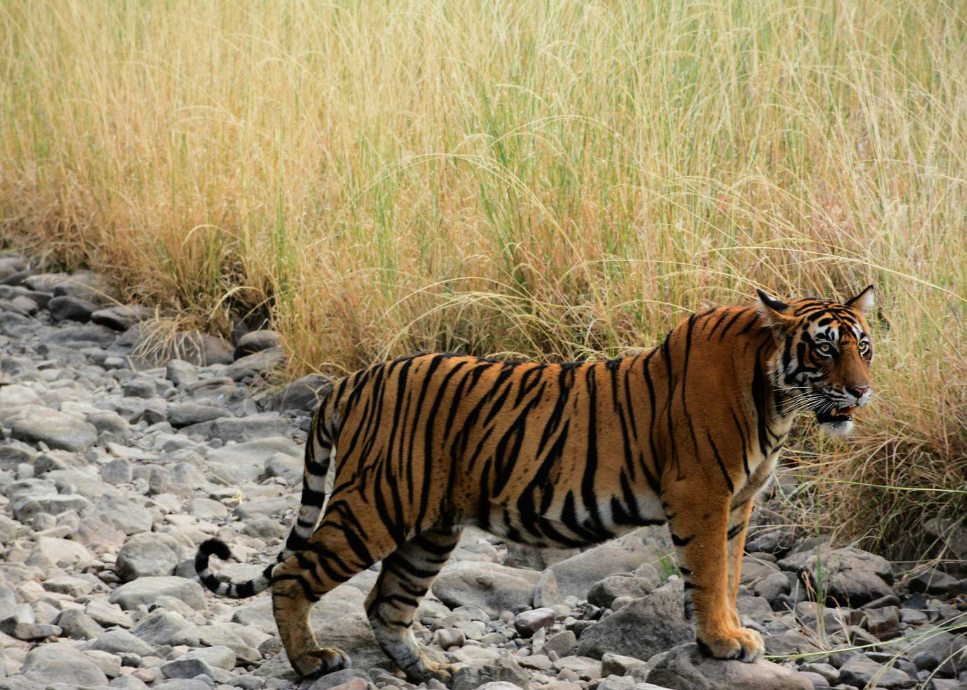 A tiger crossing a rocky stream bed in Ranthambore