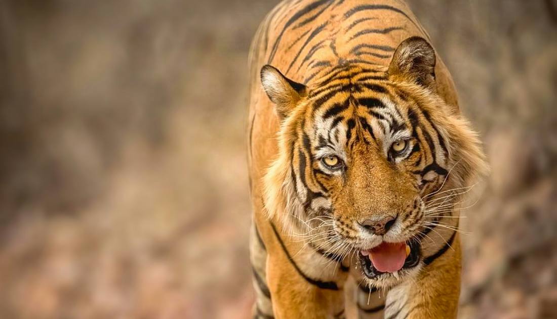 A tiger walking towards the camera on a forest track in Ranthambore